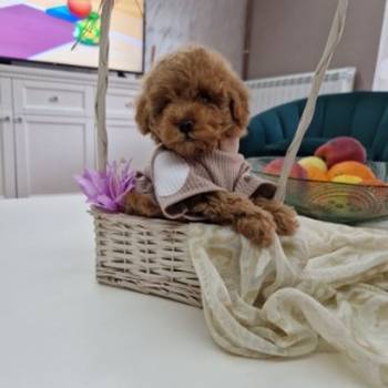 Toy pudle maleni mečići spremni za preuzimanje