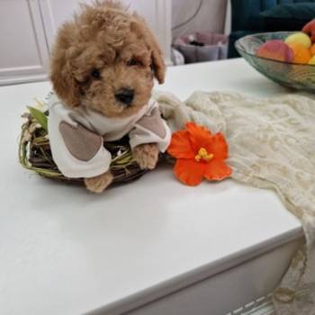 Toy pudle maleni mečići spremni za preuzimanje