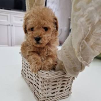 Toy pudle maleni mečići spremni za preuzimanje