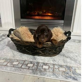 Patuljasti kratkodlaki jazavičari ekstra mini