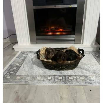 Patuljasti kratkodlaki jazavičari ekstra mini