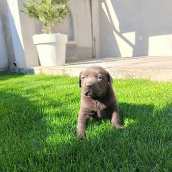 Štenci čokoladnog labradora