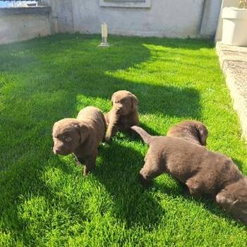 Štenci čokoladnog labradora