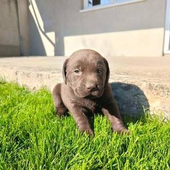 Štenci čokoladnog labradora