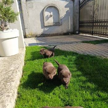 Štenci čokoladnog labradora