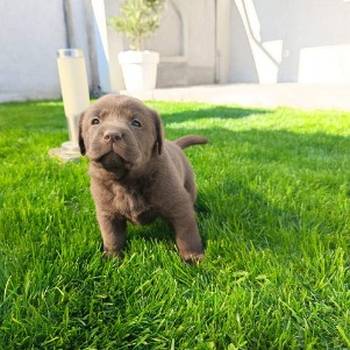 Štenci čokoladnog labradora