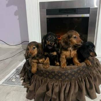 Dugodlaki patuljasti jazavičari štenci