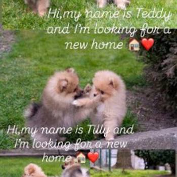 Štenci pomeranaca vrhunskog, šampionskog porekla