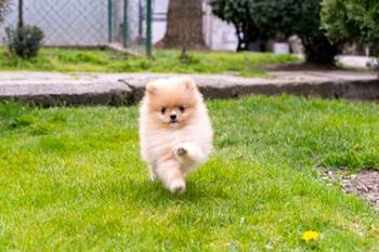 Štenci pomeranaca vrhunskog, šampionskog porekla