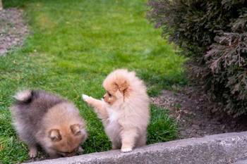 Štenci pomeranaca vrhunskog, šampionskog porekla