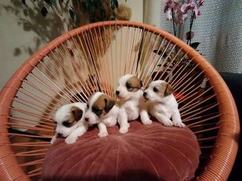 Džek Rasel Terijer, štenci