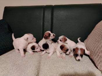 Džek Rasel Terijer, štenci