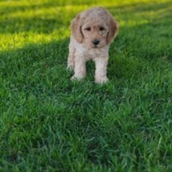 Patuljasta pudla stenci