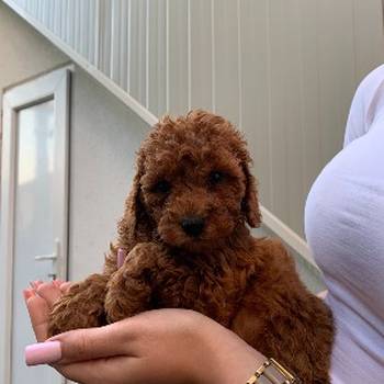 Pudla crveni i aprikot patuljasti stenci