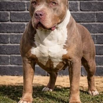 American bully XL / XXL