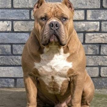 American bully XL / XXL