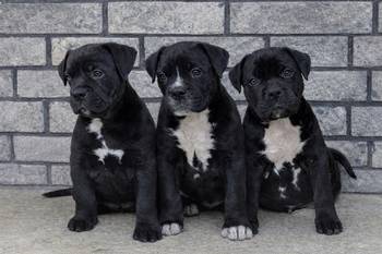 American bully XL / XXL