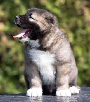 Kavkaski Ovčar štenci