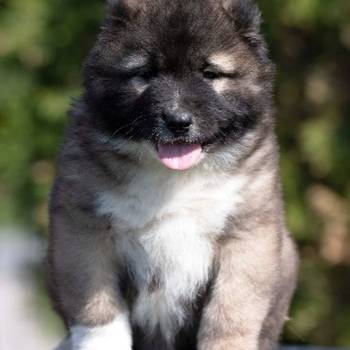 Kavkaski Ovčar štenci