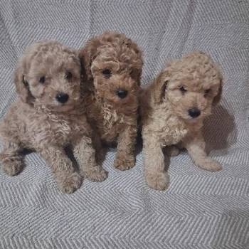 Patuljaste Pudle prodaja