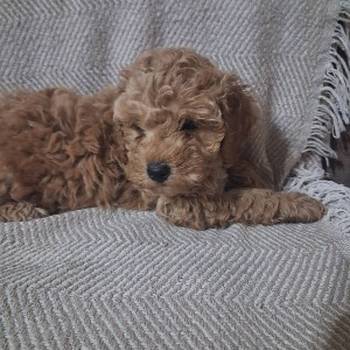 Patuljaste Pudle prodaja