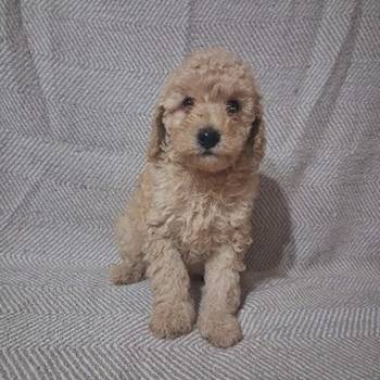 Patuljaste Pudle prodaja