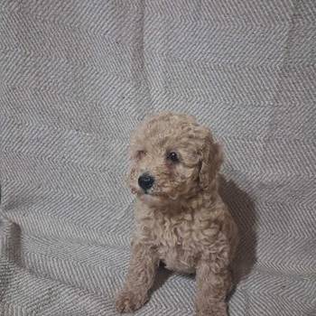 Patuljaste Pudle prodaja