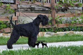 Patuljasti šnaucer štenci