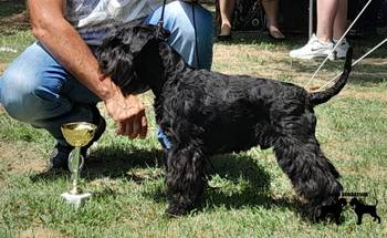 Patuljasti šnaucer štenci