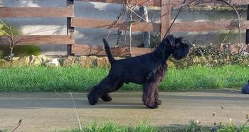 Patuljasti šnaucer štenci