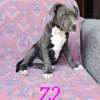 Pitbul Blue Nose stenci