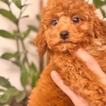 Crvena patuljasta pudla