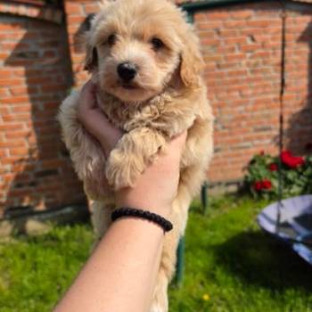 Maltipoo stenci spremni su za preuzimanje