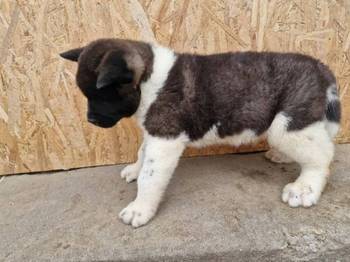 Američka Akita štenci