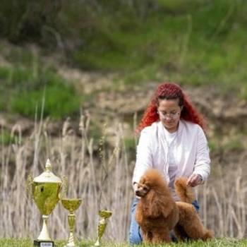 Crveni toy mužjak dostupan za parenje