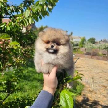 Najlepsi Pomeranci Boo samo u Pom_Hash_Starsu