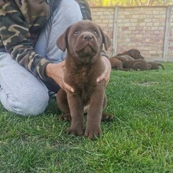 Čokoladni labrador