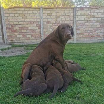 Čokoladni labrador
