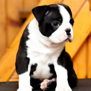 Boston terrier stenad