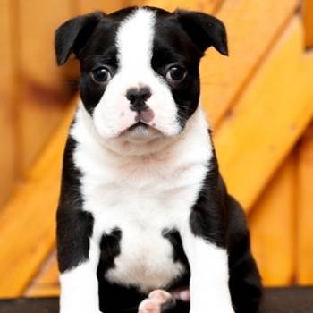 Boston terrier stenad
