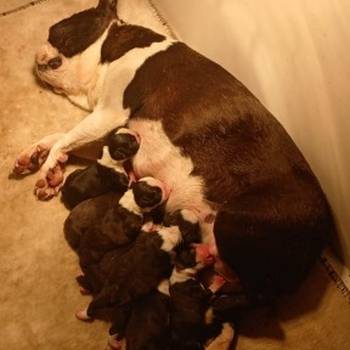 Boston terrier stenad