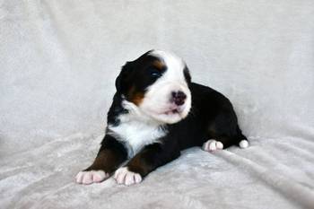 Bernski planinski pas