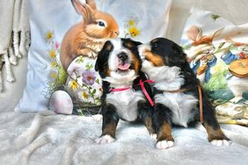 Bernski planinski pas