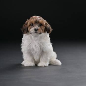 Havanski Bišon prelepi stenci