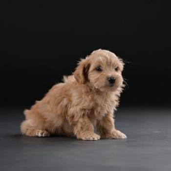 Havanski Bišon prelepi stenci