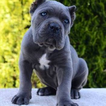 Cane Corso, ženka i mužjak