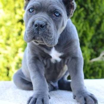 Cane Corso, ženka i mužjak