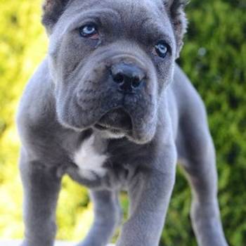 Cane Corso, ženka i mužjak