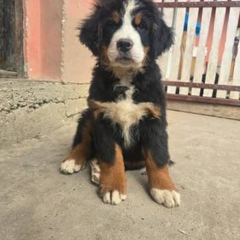 Bernski planinski pas štenci