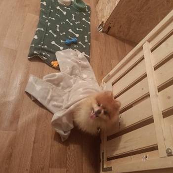 Pansion za pse "Fito"